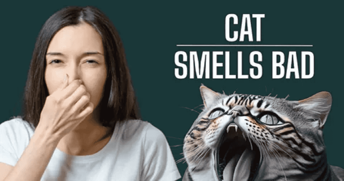 Why Your Cat's Breath Smells Bad