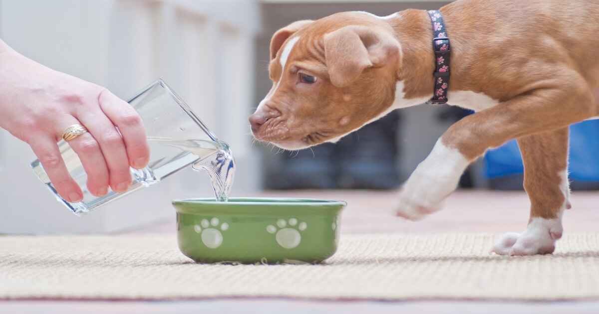 Why is My Dog Drinking a Lot of Water