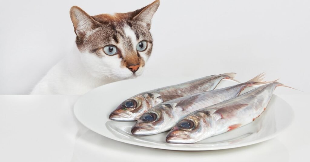 can cats have sardines