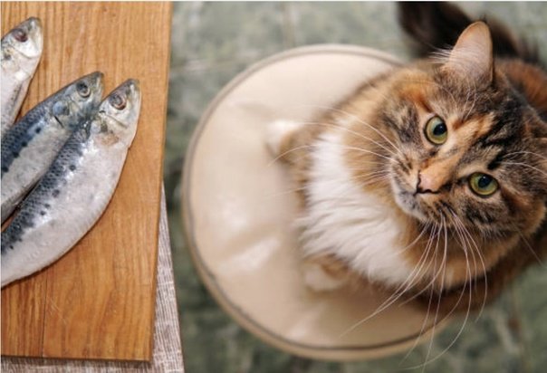 can cats have sardines