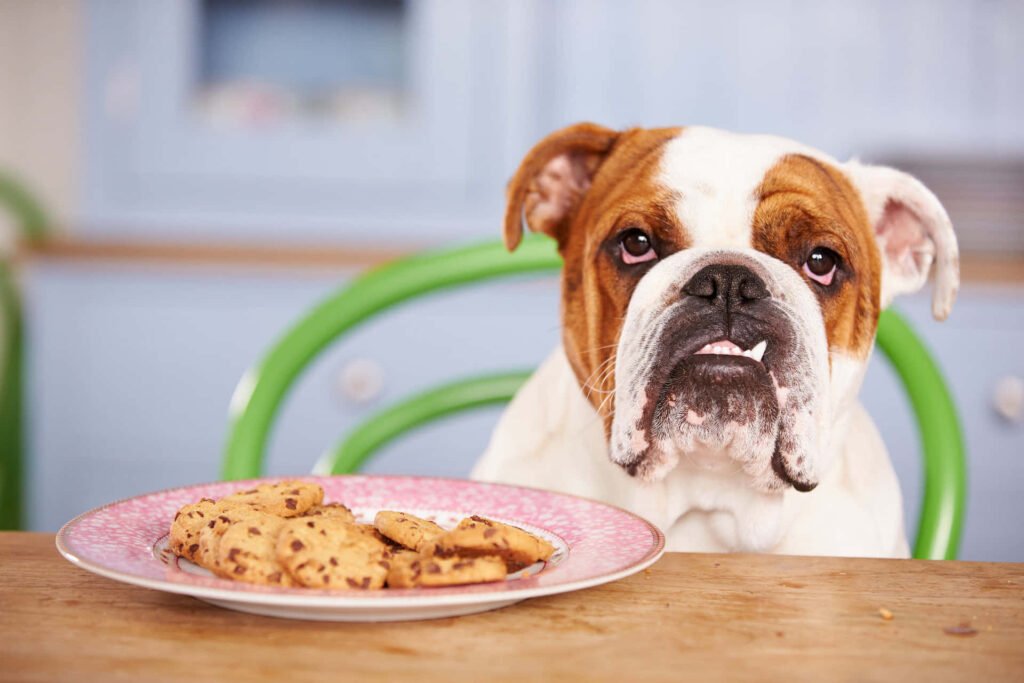 can dog eat cookies1