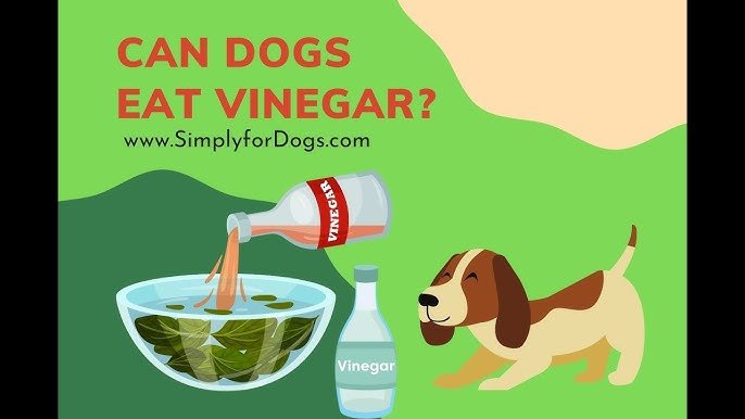 can dogs eat viniger