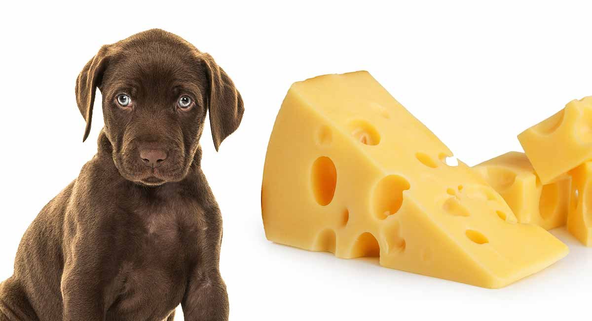 Can Dogs Eat Cheese