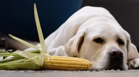 Can Dogs Eat Corn