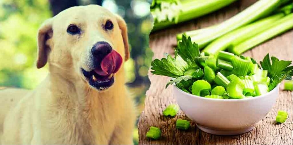 Can Dogs Eat Spinach