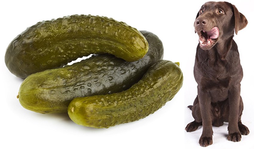 Can Dogs Have Pickles?