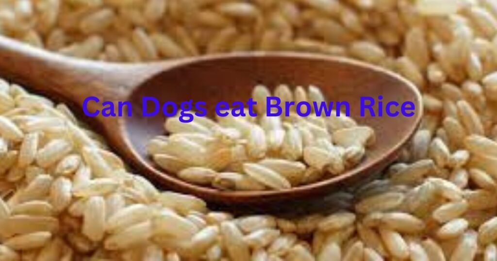 Can Dogs eat Brown Rice