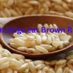 Can Dogs eat Brown Rice