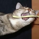 My Cat Ate String