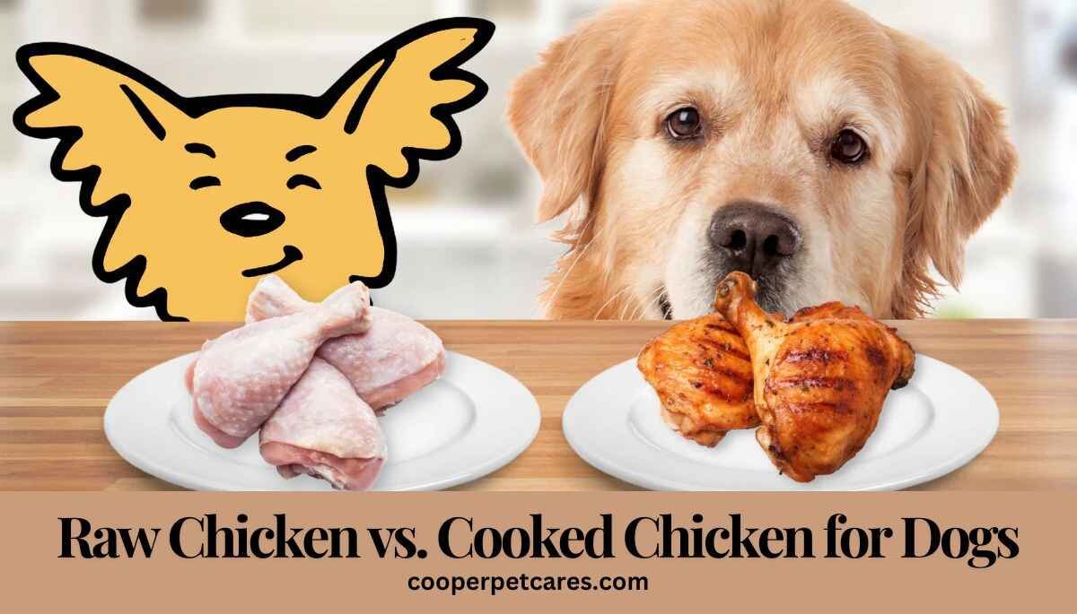 Raw Chicken vs. Cooked Chicken for Dogs