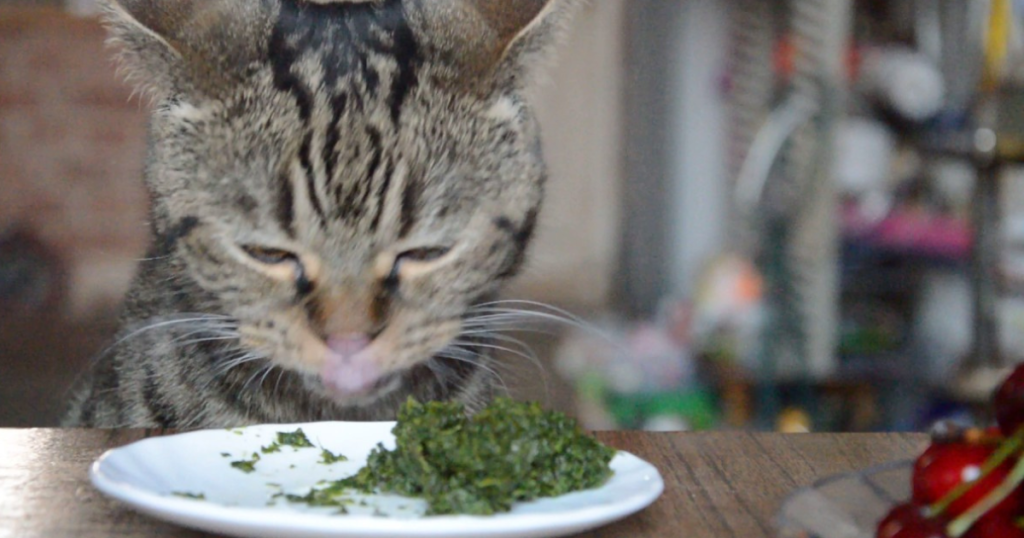 Can Cats Eat Spinach