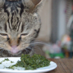 Can Cats Eat Spinach