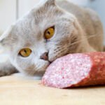 can cats have salami