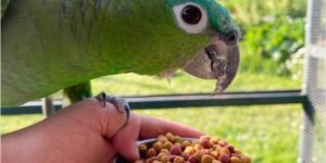 Pallet food for pet parrot