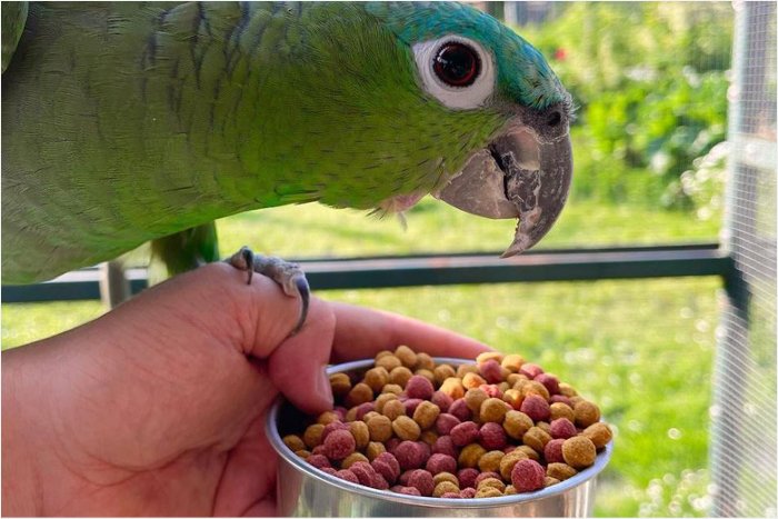 Parrot Care Guide Pallet food