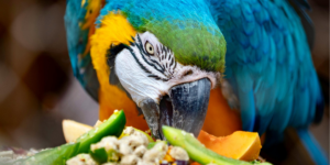 Pet parrot eating fruits