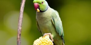 Pet Parrot eating vegetables