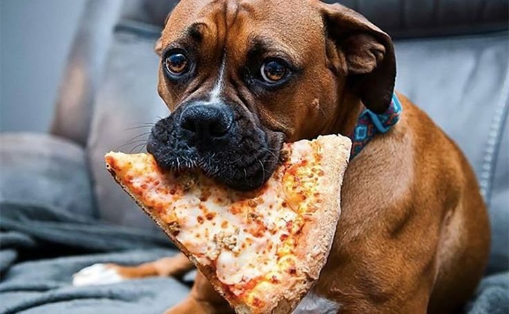 can dogs eat pizza