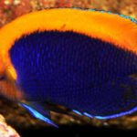 Flameback Angelfish for Sale