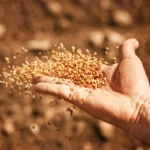 Why Does Seed Preparation Matter for Higher Crop Yields?